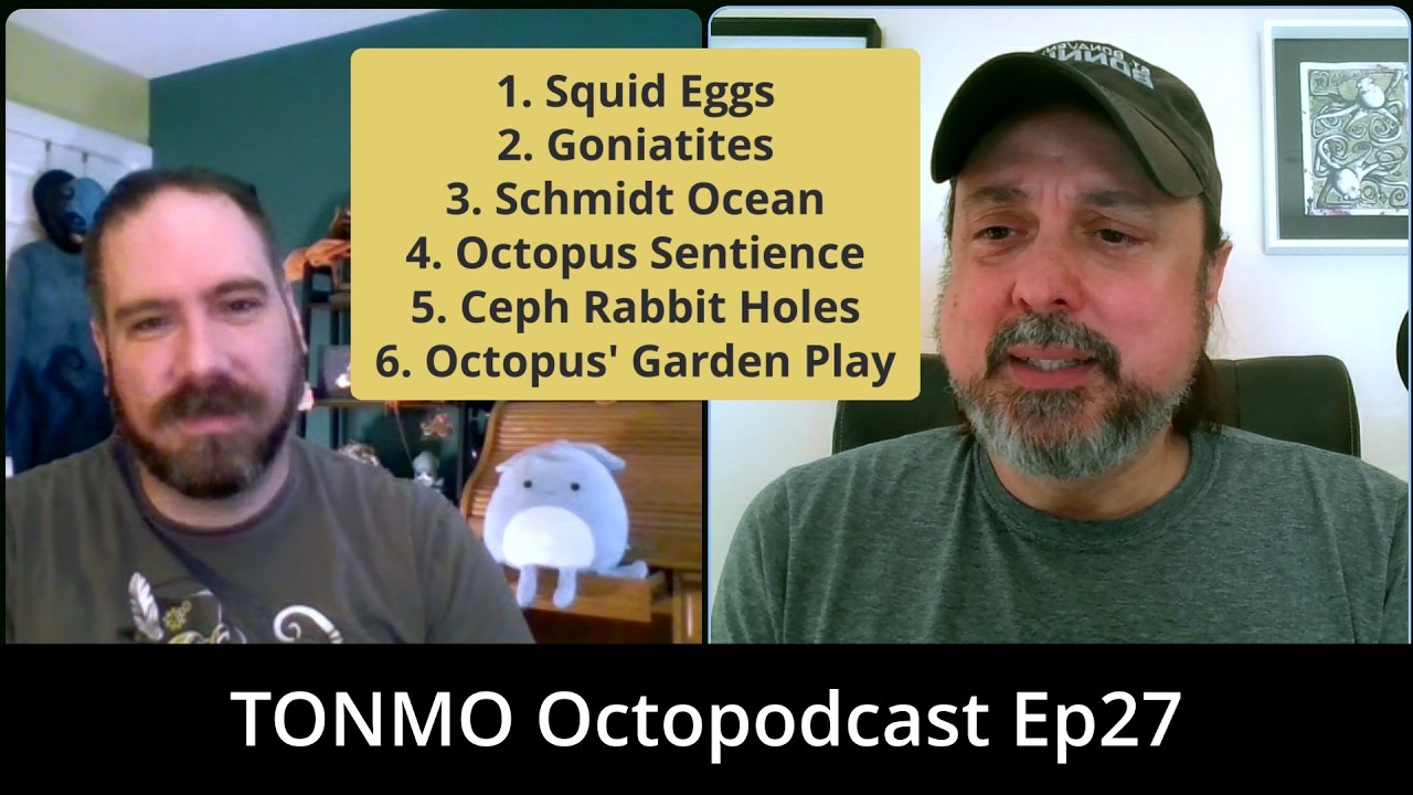 Squid Eggs, Octopus Sentience, Goniatites and more | Cephalopod News w/ GPO87 | Octopodcast ep27