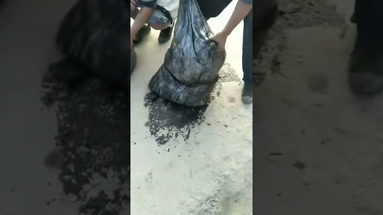 Fish Harvest in Action | Amazing Catch! 