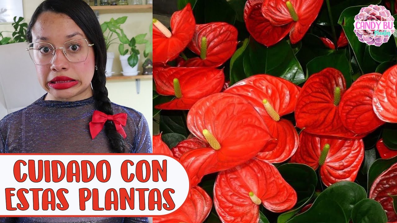 10 PLANTAS QUE SON TÓXICAS PARA LAS MASCOTAS │Candy Bu