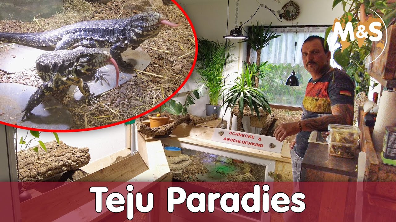 Teju Paradies bei Andy | DIY Zimmerterrarium