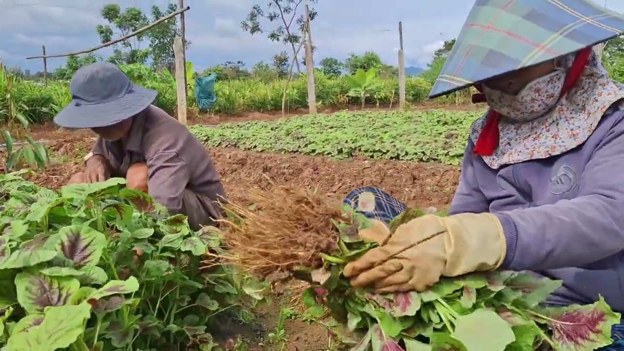 Cách  gieo trồng và thu hoạch rau dền tía cho năng suất cao