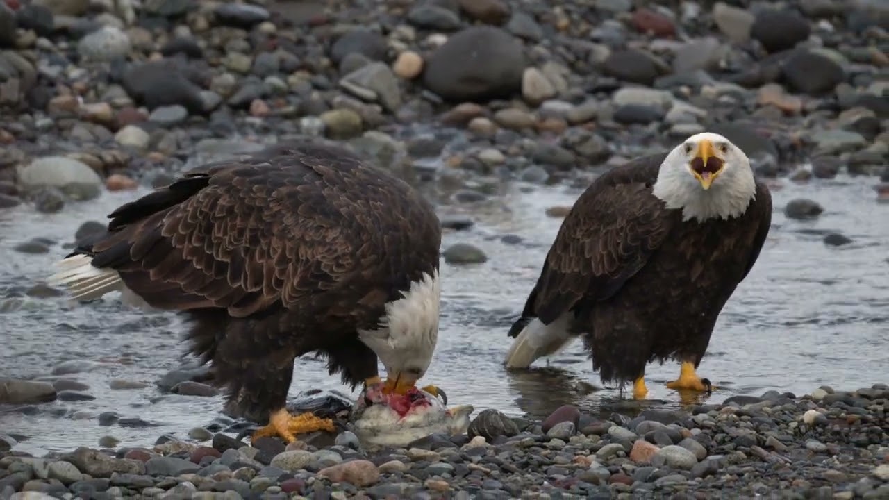 Bald Eagles talk