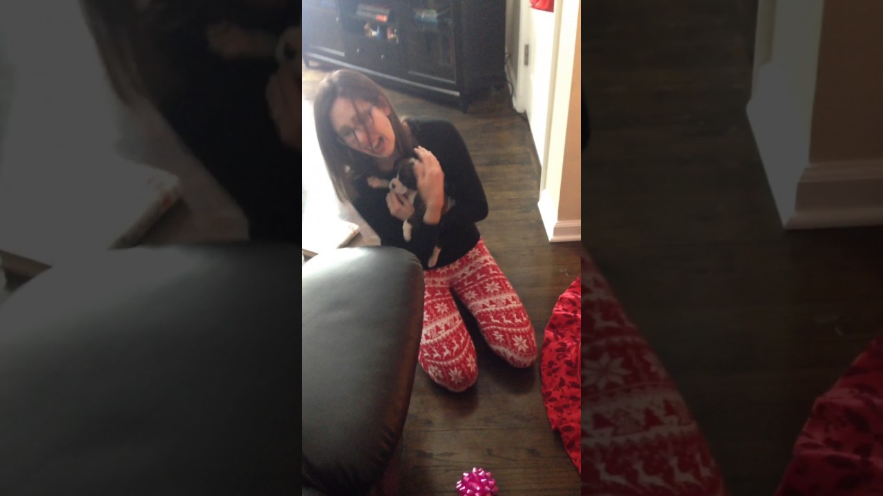 Puppy for Christmas