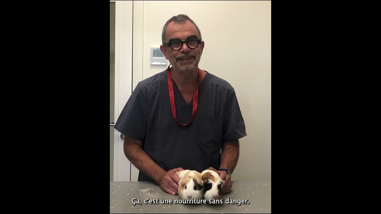Cochon d'Inde : en finir avec les cystites et les calculs