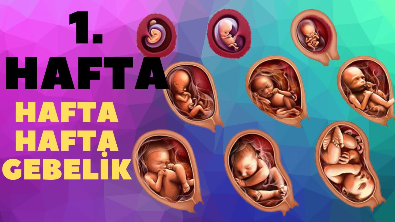 Hamilelikte 1.hafta | 1.haftada bebeğinizin durumunu nasıldır? | Hamile TV Hamile TV