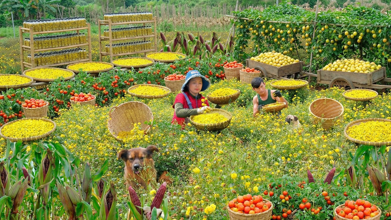 Relax With Harvest: Tea Chrysanthemum, Queen Corn,Tomato,Yellow Passion Fruit, Bitter Mustard Greens