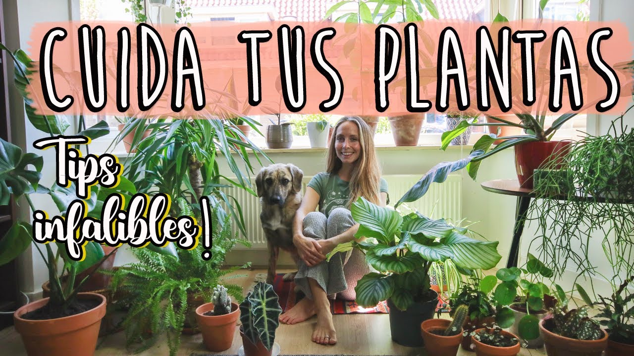 🌱🌿7 TIPS CLAVE CUIDAR PLANTAS de interior 🌵🍃Cuidar plantas de interior!