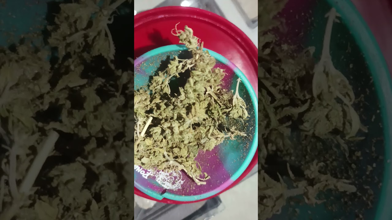 uma autom&aacute;tica quando vinga.... pyramid SEEDS, purple!