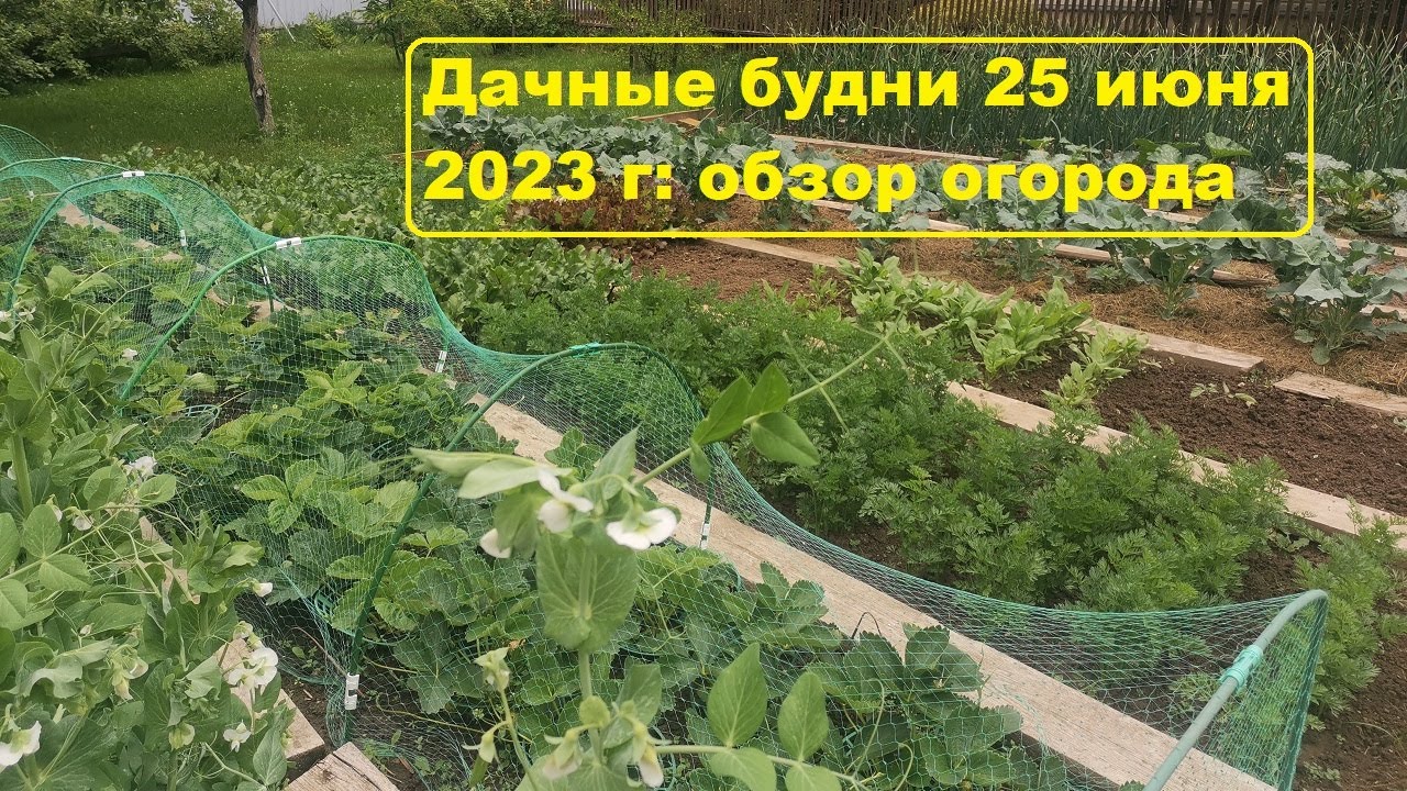 Дачные будни 25 июня 2023 г. Обзор огорода в конце июня.