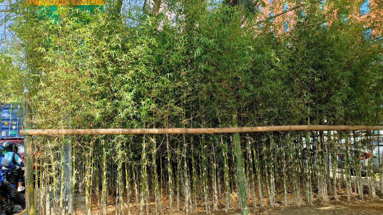 ROXAS BLVD NAGING BAMBOO BLVD! SUSTAINABLE GREEN SPACE SA MAYNILA!FLOOD MITIGATION PROJECT 