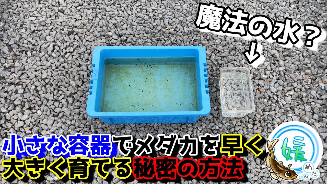 小さな容器でメダカを大きく早く育てる秘密の方法～メダカの活性や代謝をあげる刺激の与え方～【媛めだか/魔法の水】