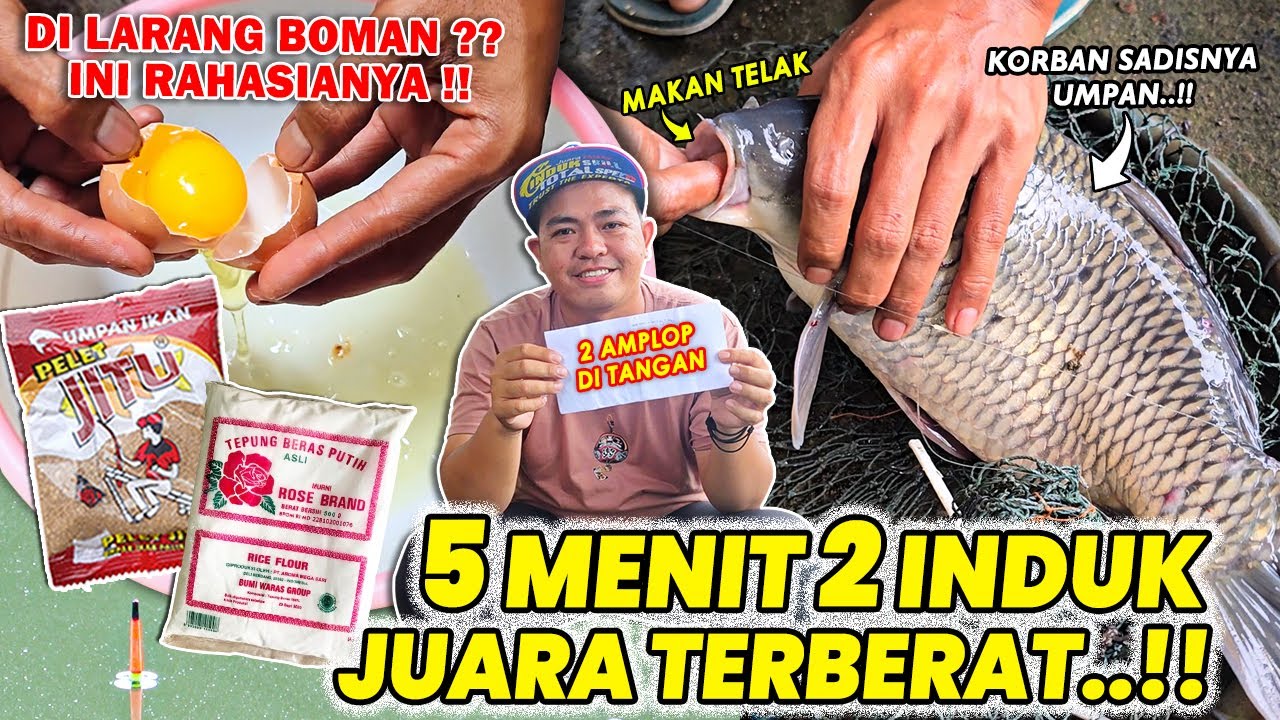 TERBUKTI LANGSUNG ❗❗ 2 INDUK MAKAN TELAK & JUARA  !! RACIKAN GILA UMPAN KUKUS PELET JITU ❗❗