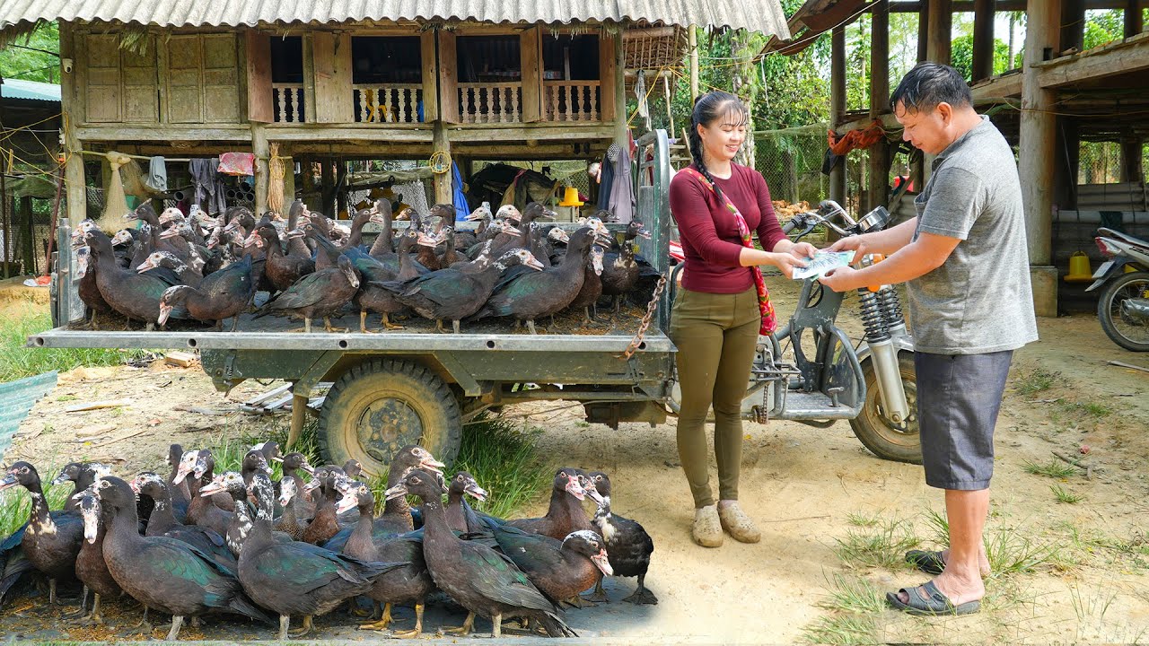 Buy 34 Musk Duck From A Farmer And Use 3-Wheeled Truck To Transport Many Musk Duck Go To Market Sell