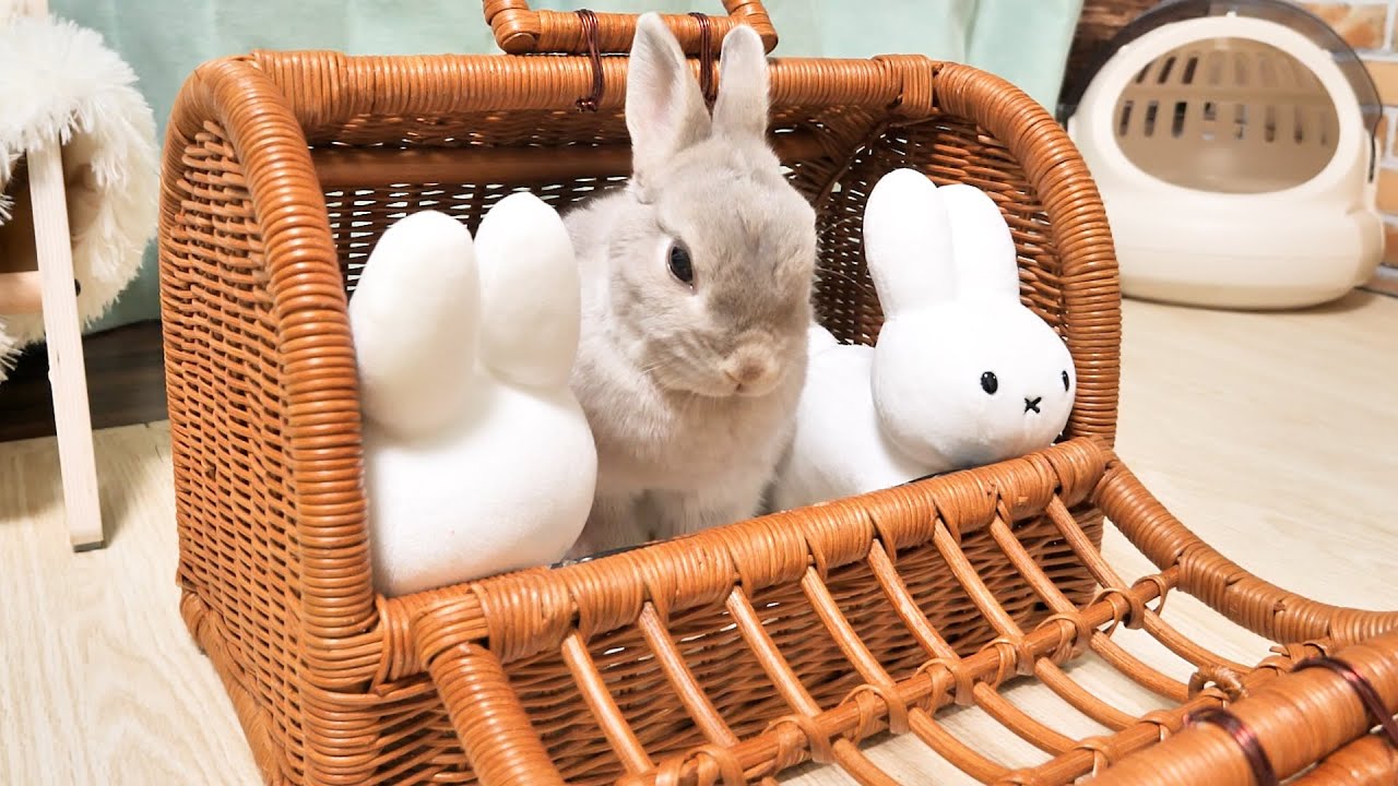 新しいキャリーの居心地が良過ぎて外に出たくなくなっちゃったうさぎさんがかわいい