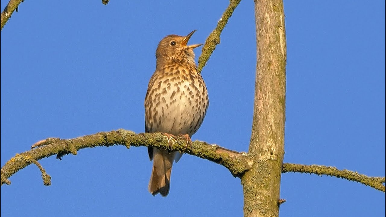 Oiseau qui Chante: Le chant de la GRIVE MUSICIENNE