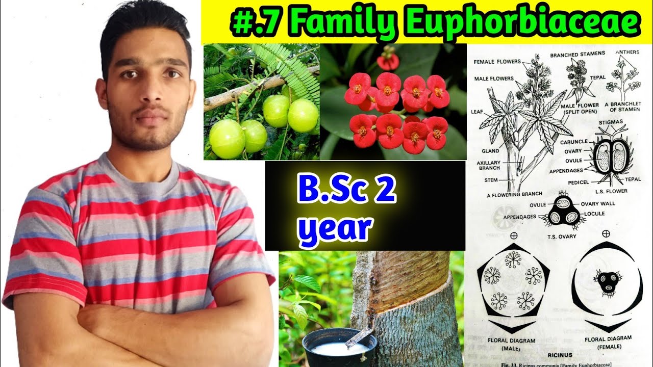 Euphorbiaceae family|| Floral formula, Vegetative characters and Economic importance B.Sc 2 year