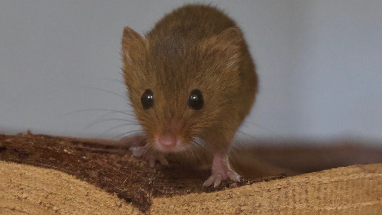8 Week Old Harvest Mice