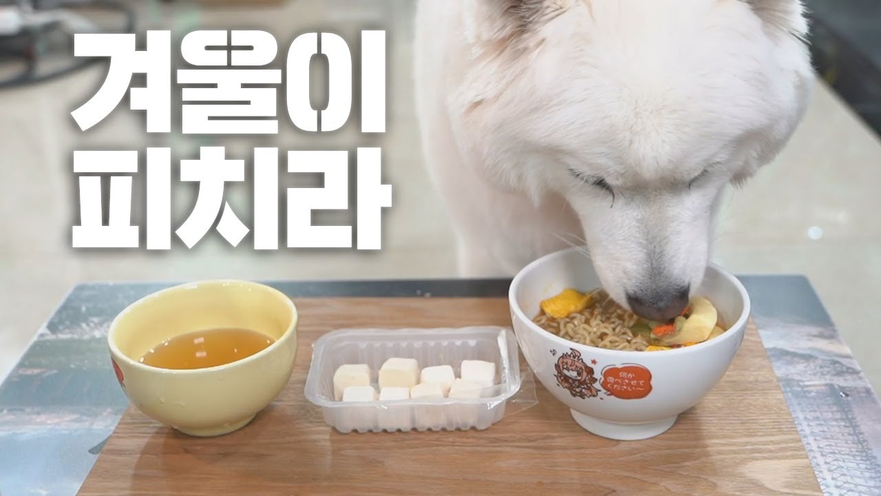 원조 개밥이라니 그게 무슨 소리니 트수트수야?