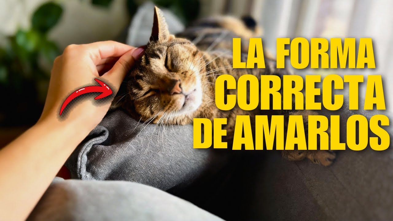 Llevas AÑOS Rechazando El AMOR De Tu GATO Sin Darte Cuenta