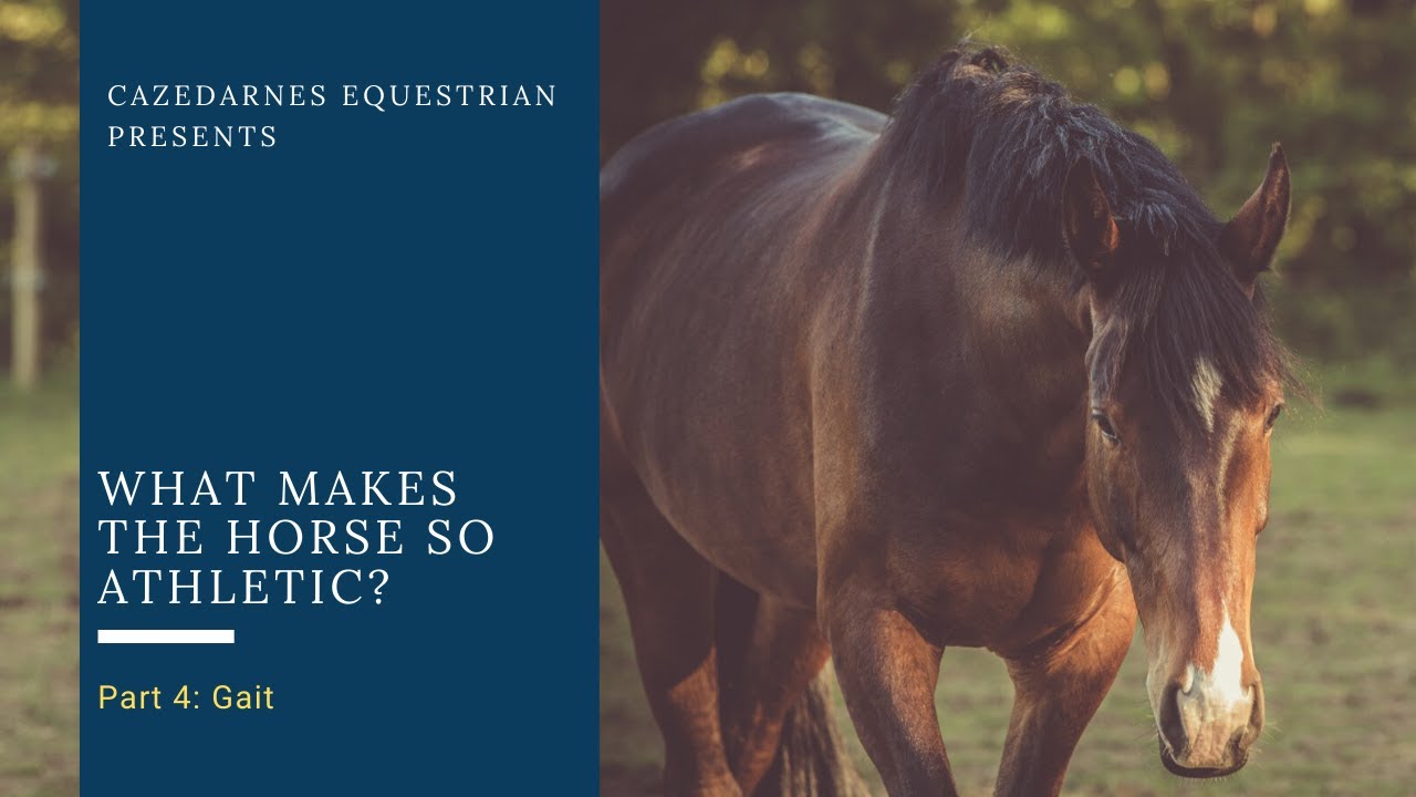 The Equine Athlete,  Part 4: Gait/Movement