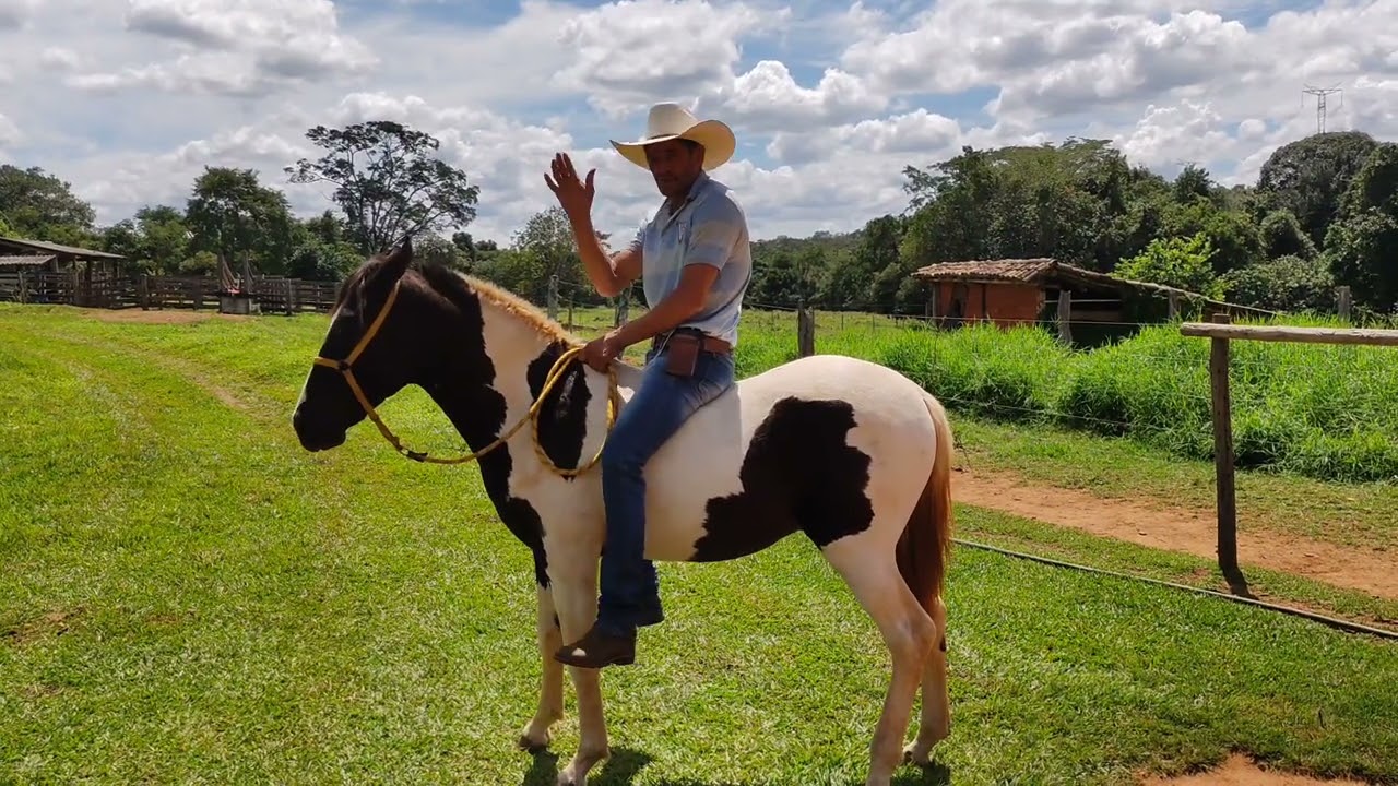 COMO MONTAR NO SEU POTRO PELA PRIMEIRA VEZ. POTRO COLIBRI FAZENDA SÃO TOMÉ ALEXÂNIA-GO.