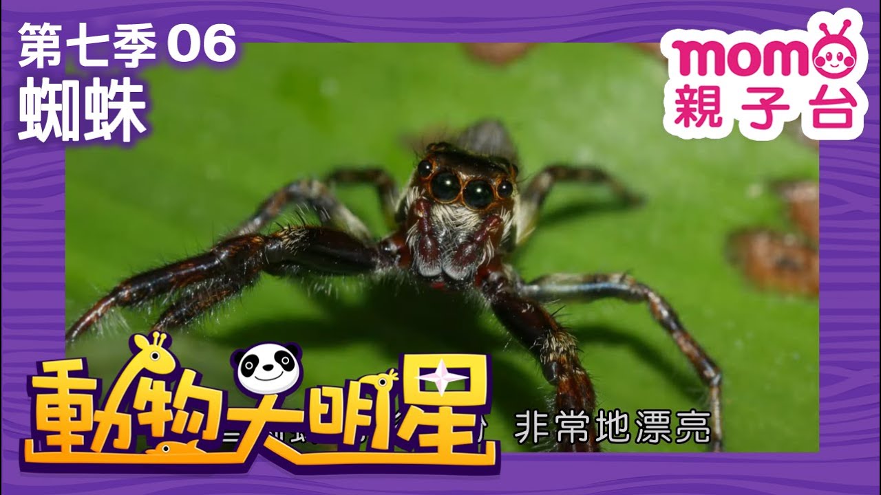 動物大明星 S7：EP 06【蜘蛛】認識動物｜自然生態｜魚類｜昆蟲｜海洋生物｜哺乳類｜兒童節目｜Animal big star｜第七季 第6集【親子台｜官方HD】momokids