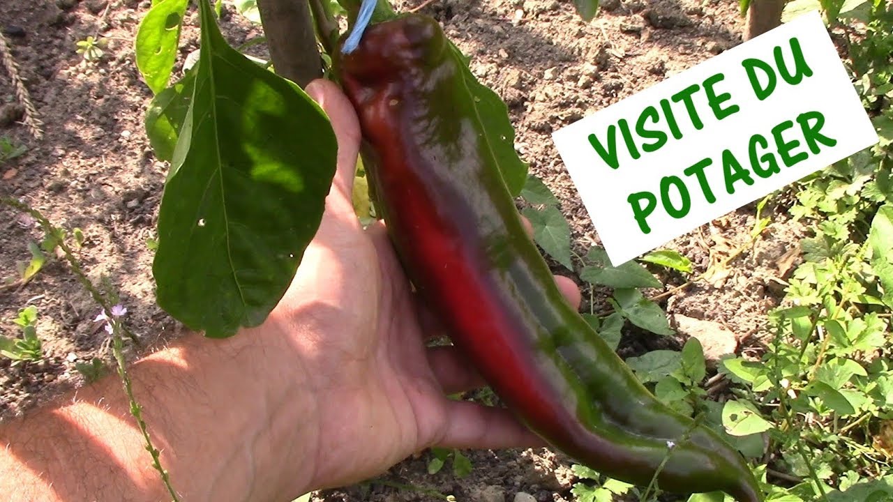VISITE DU POTAGER / bio, sol vivant, agro&eacute;cologie, permaculture,...