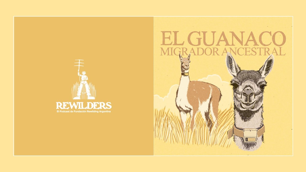 REWILDERS | Ep. 06 · Guanaco