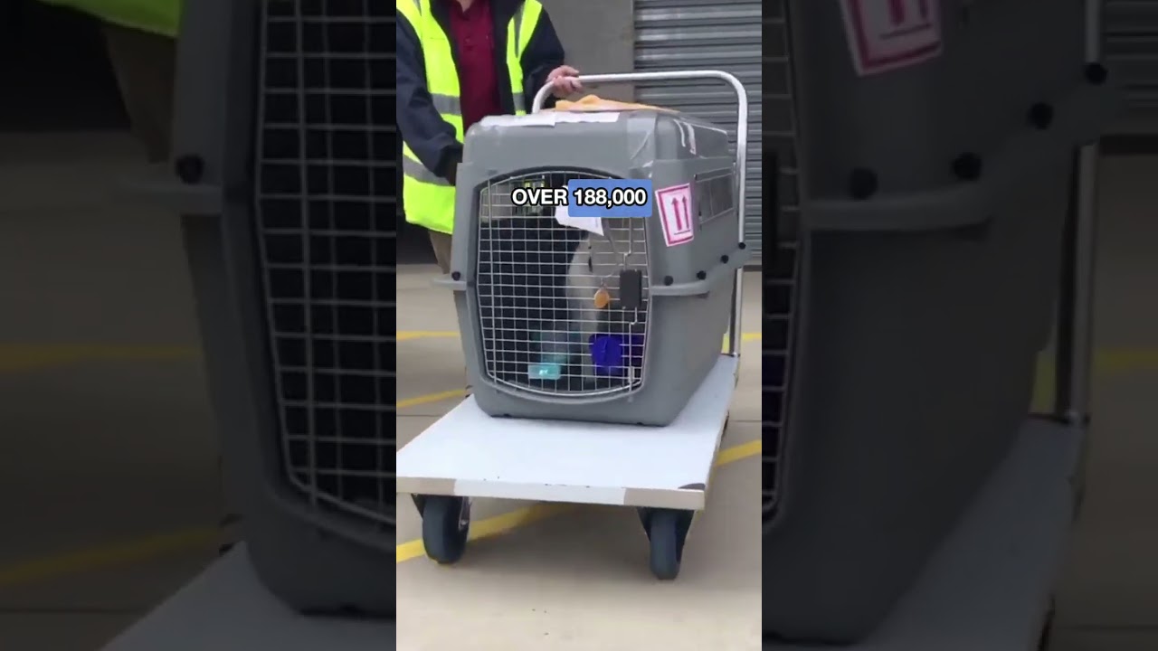 Is flying pets in cargo actually safe? The answer might surprise you. 🐾✈️