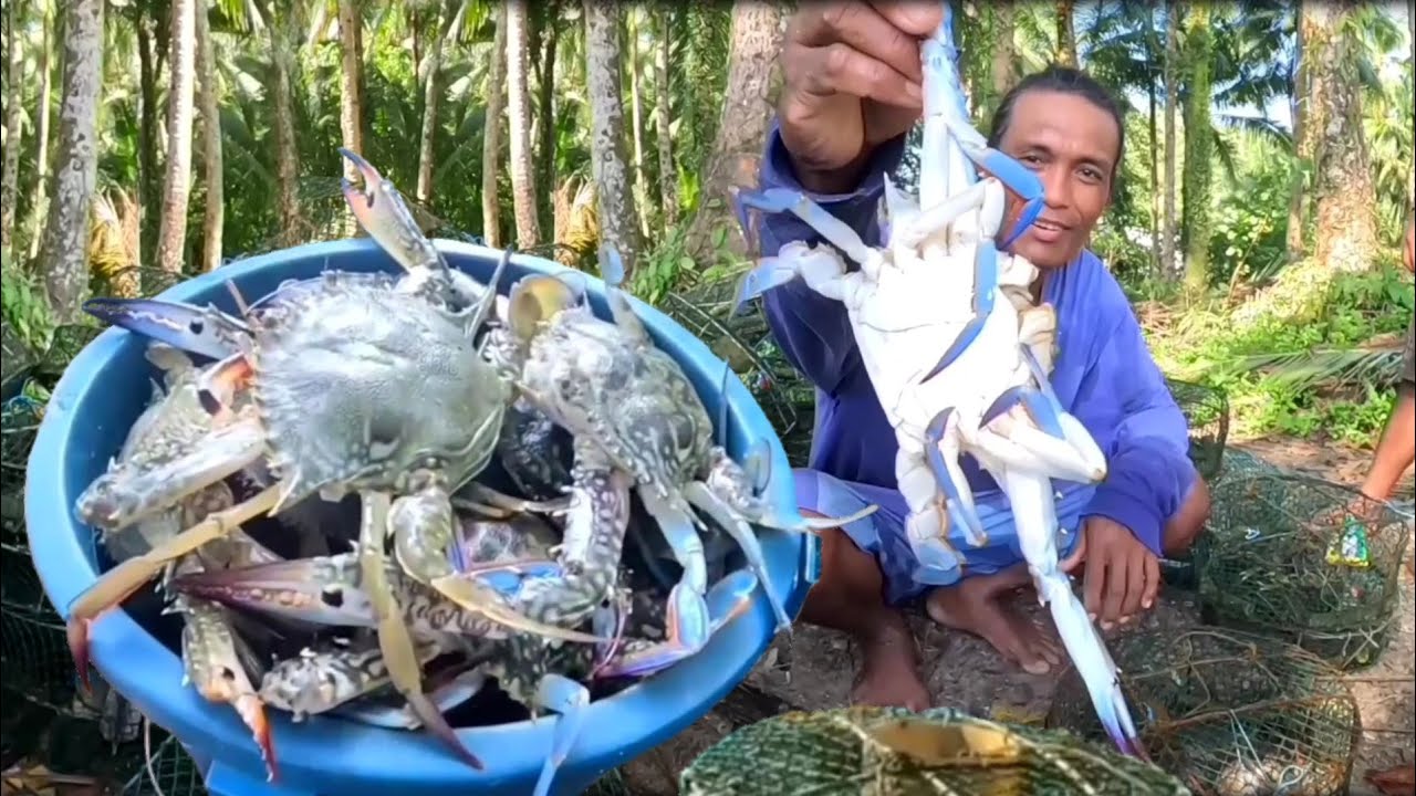 Sulit! Napuno ang timba sa mga nahuling alimasag