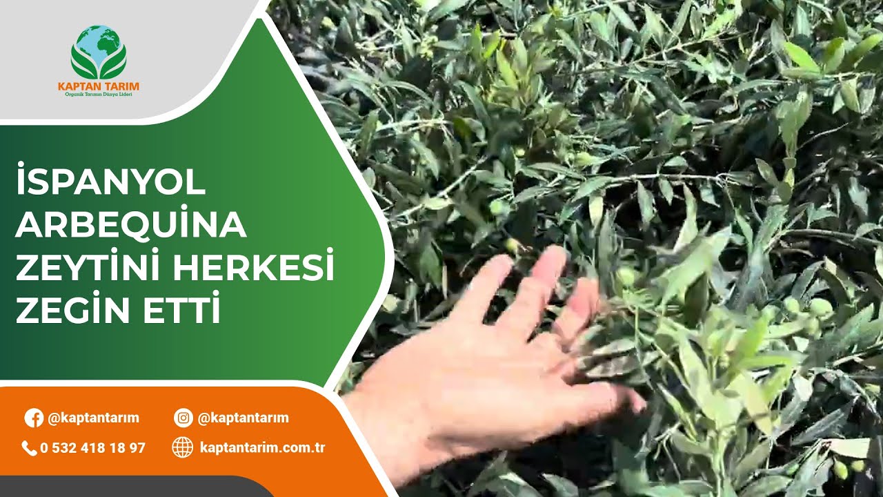 İspanyol Arbequina Zeytin Herkesi Zengin Etti