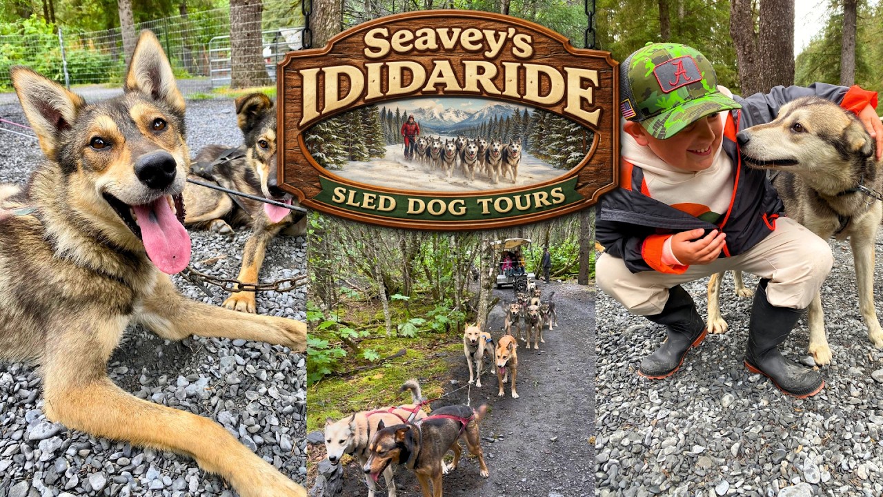 SEAVEY'S IDIDARIDE Sled Dog Tours in Seward Alaska - Great Alaska Experience
