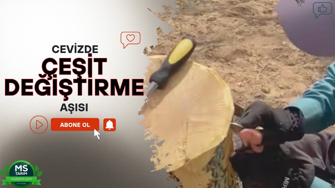 Cevize Çeşit Değiştirme Aşı