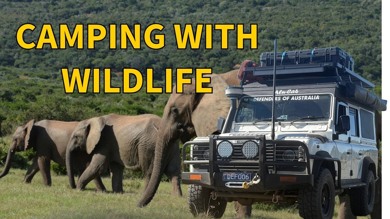 Amazing Addo Elephant | Too Close for Comfort Elephant Experience | Camping Inside a Game Reserve