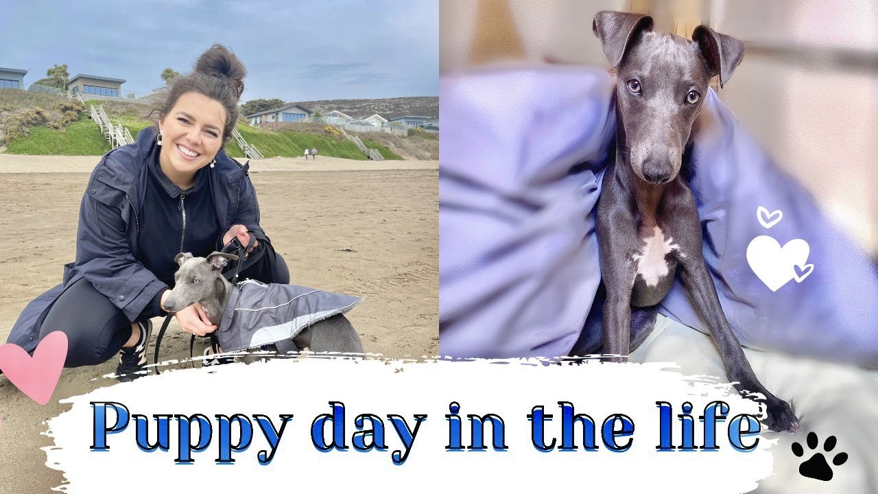 PUPPY ROUTINE + DAY IN THE LIFE & TIPS | WHIPPET PUPPY | CHLOE MURPHY
