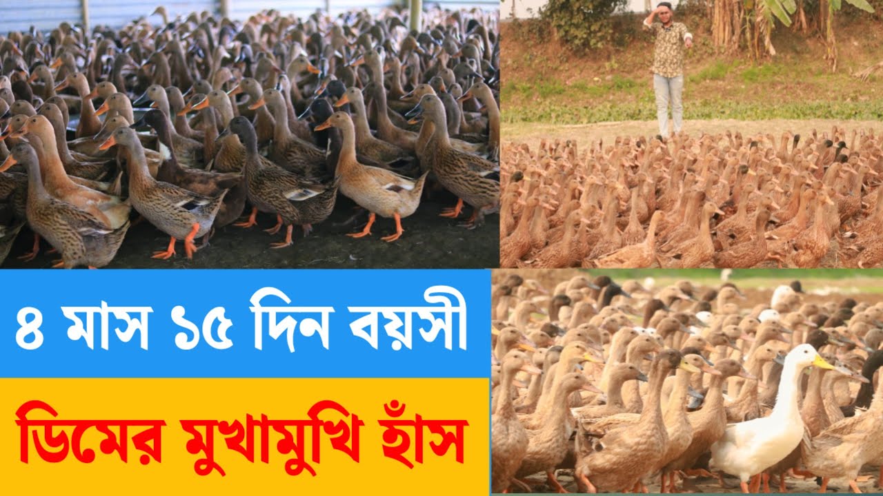 ৪ মাস ১৫ দিন বয়সী।ডিমের মুখামুখি হাঁস কিনুন।পাইকারী দামে।বারাকাহ্ হাঁসের খামার।duck farming