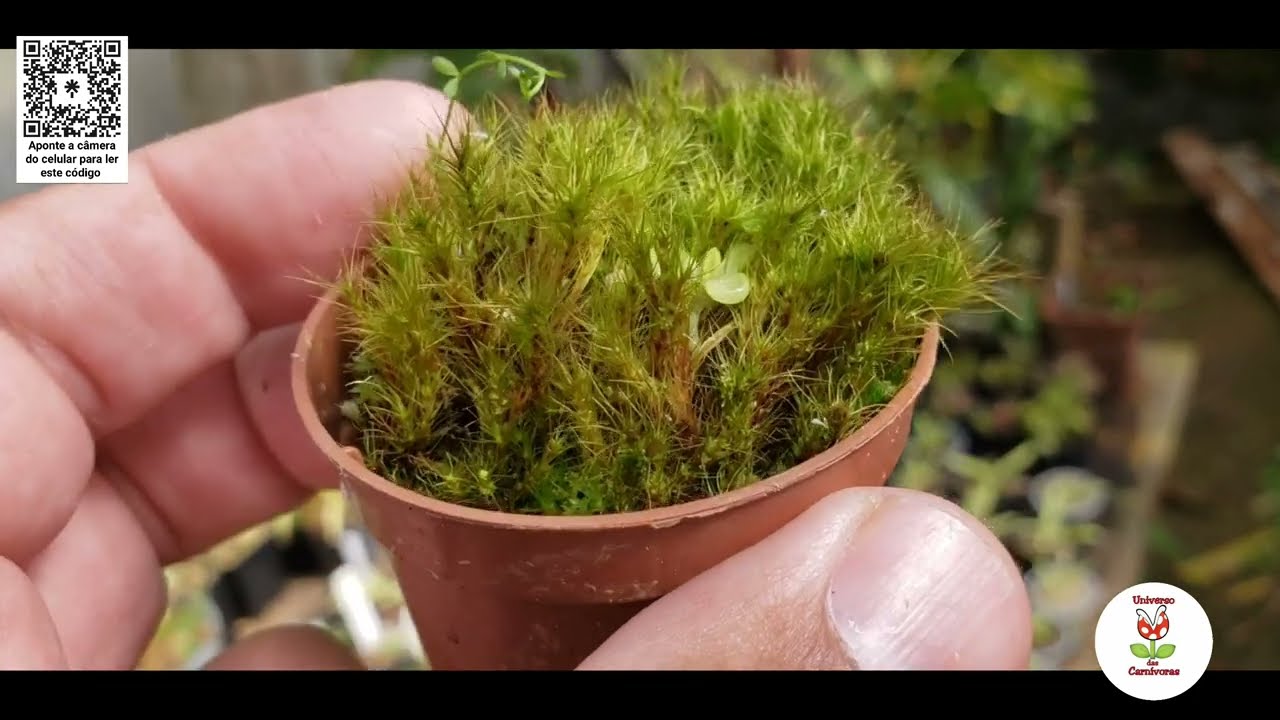 CUIDADO! Esse musgo pode matar suas plantas