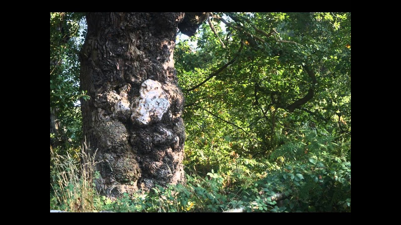 Sherwood Forest and the Major Oak