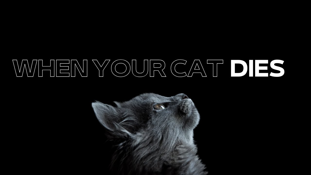 When a cat dies...signs, healing & spiritual meaning