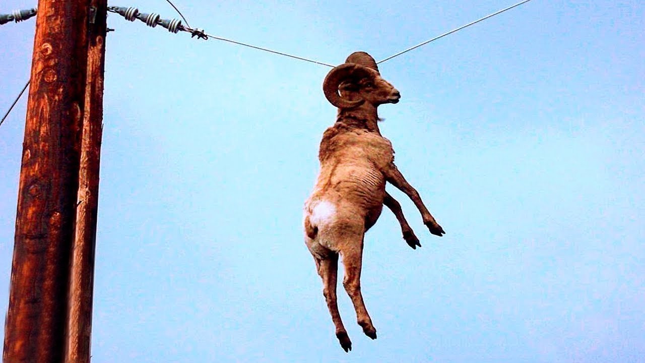 10 ANIMALI CHE HANNO CHIESTO AIUTO AGLI UMANI