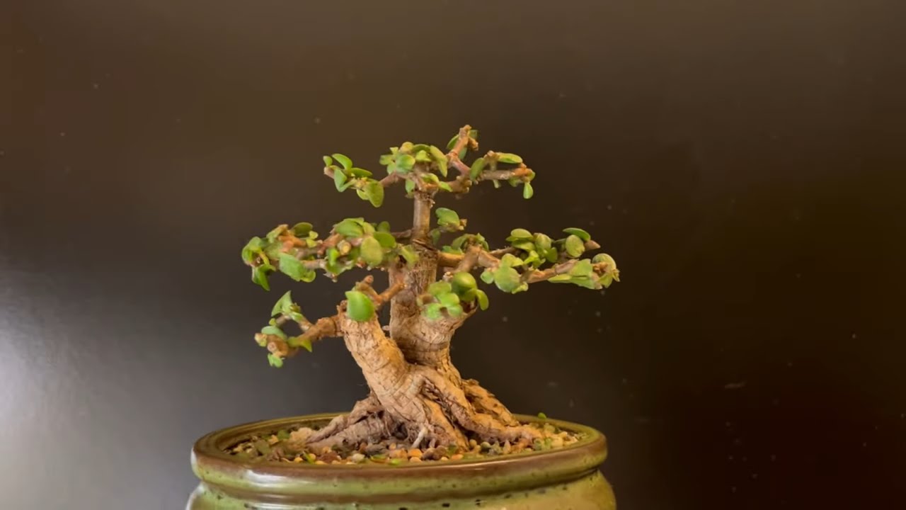 From Stump To Bonsai Tree In 2 Years (Portulacaria Afra)