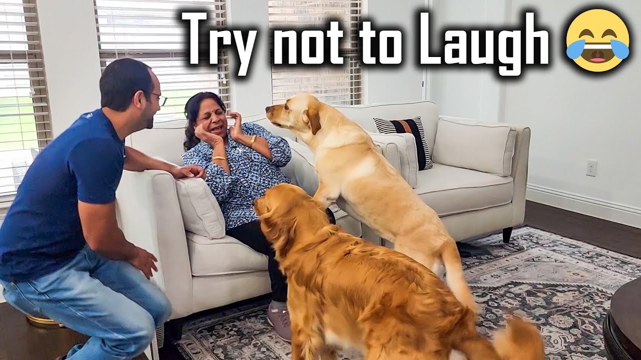 My Parents Who are Scared of a Dog Meets Buddy Teddy for the First Time | Too Funny 😂