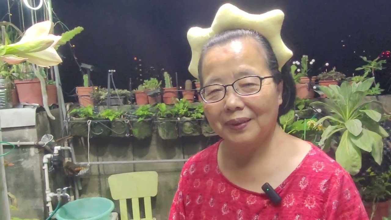 孤挺花促進開花的管理方法