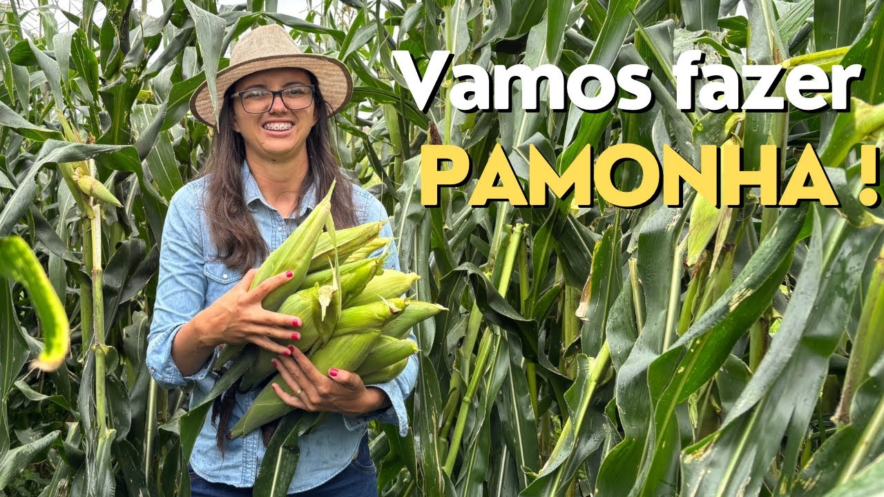 Dia de pamonhada - Época de milho verde e de muitas comidas gostosas