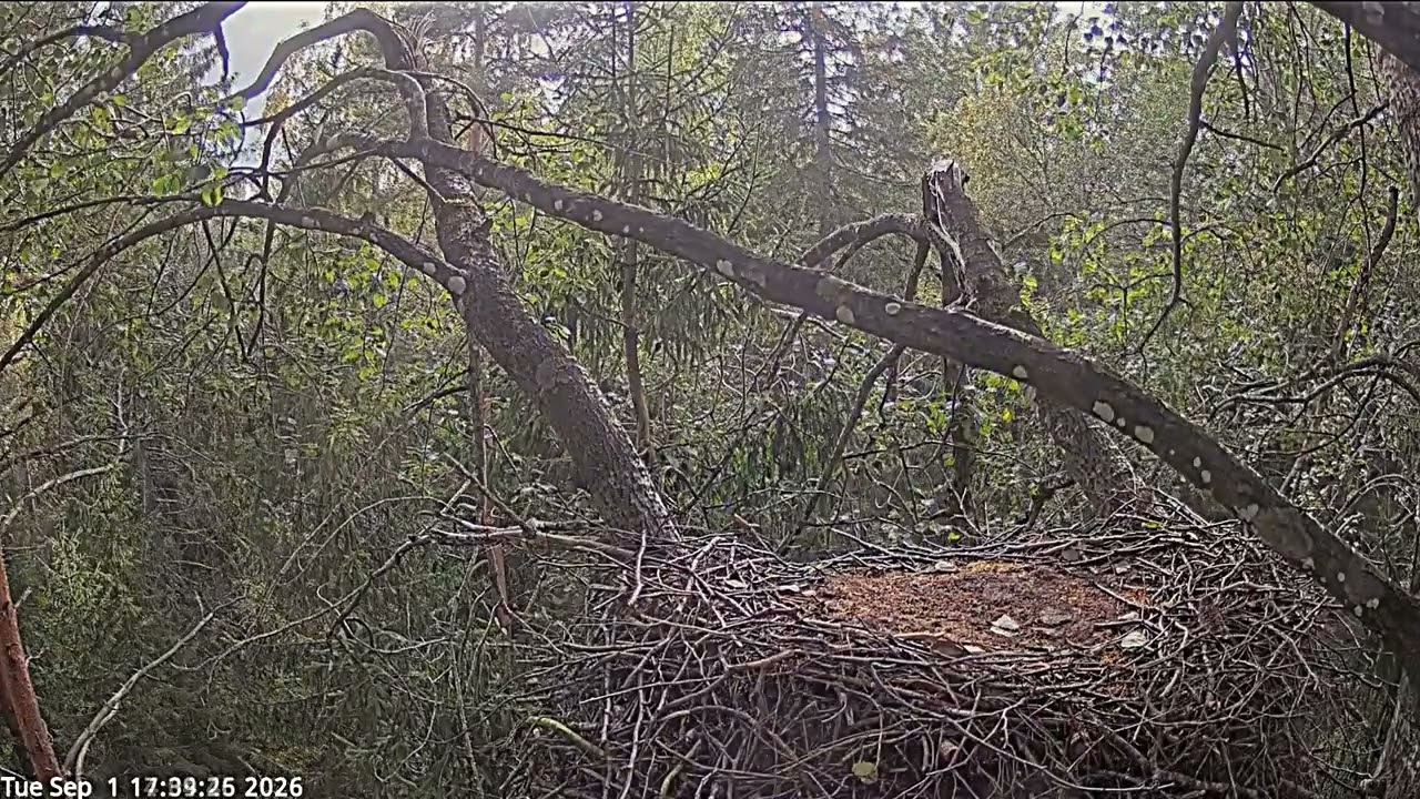 2 NESTS of BLACK STORKS, ESTONIA &📷🎉2026/09/01