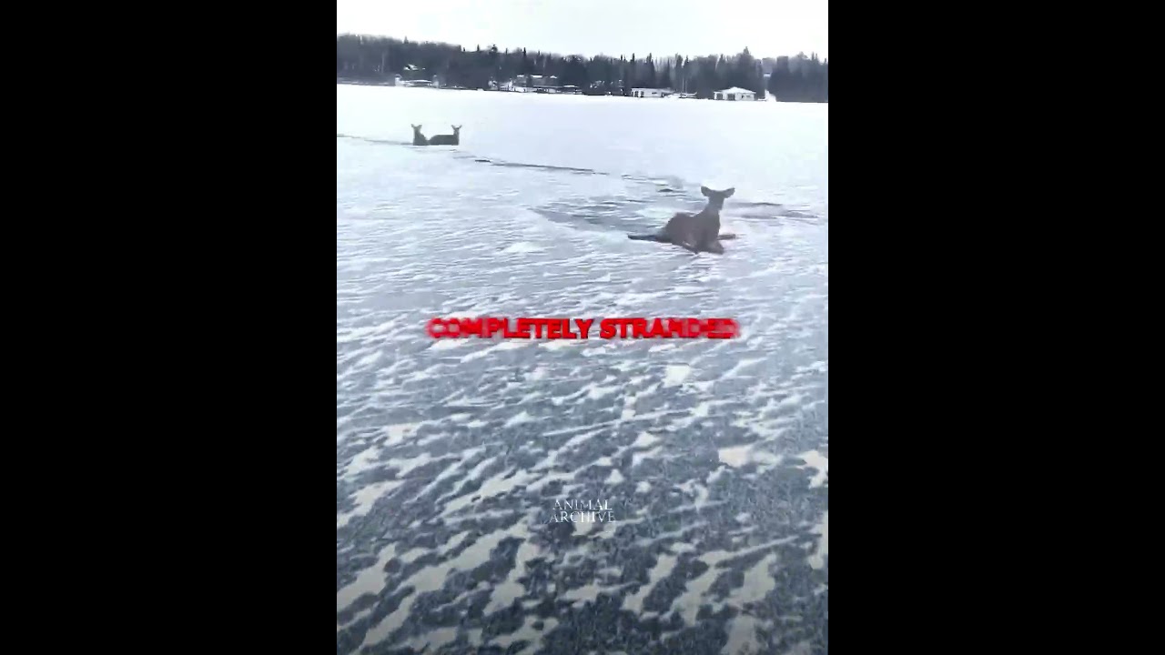 Man Rescues Deer Stranded On Frozen Lake