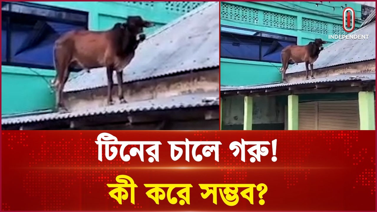 পথ হারিয়ে টিনের চালে ষাঁড়,দেখতে ভিড় স্থানীয়দের | Bull strays | Independent TV
