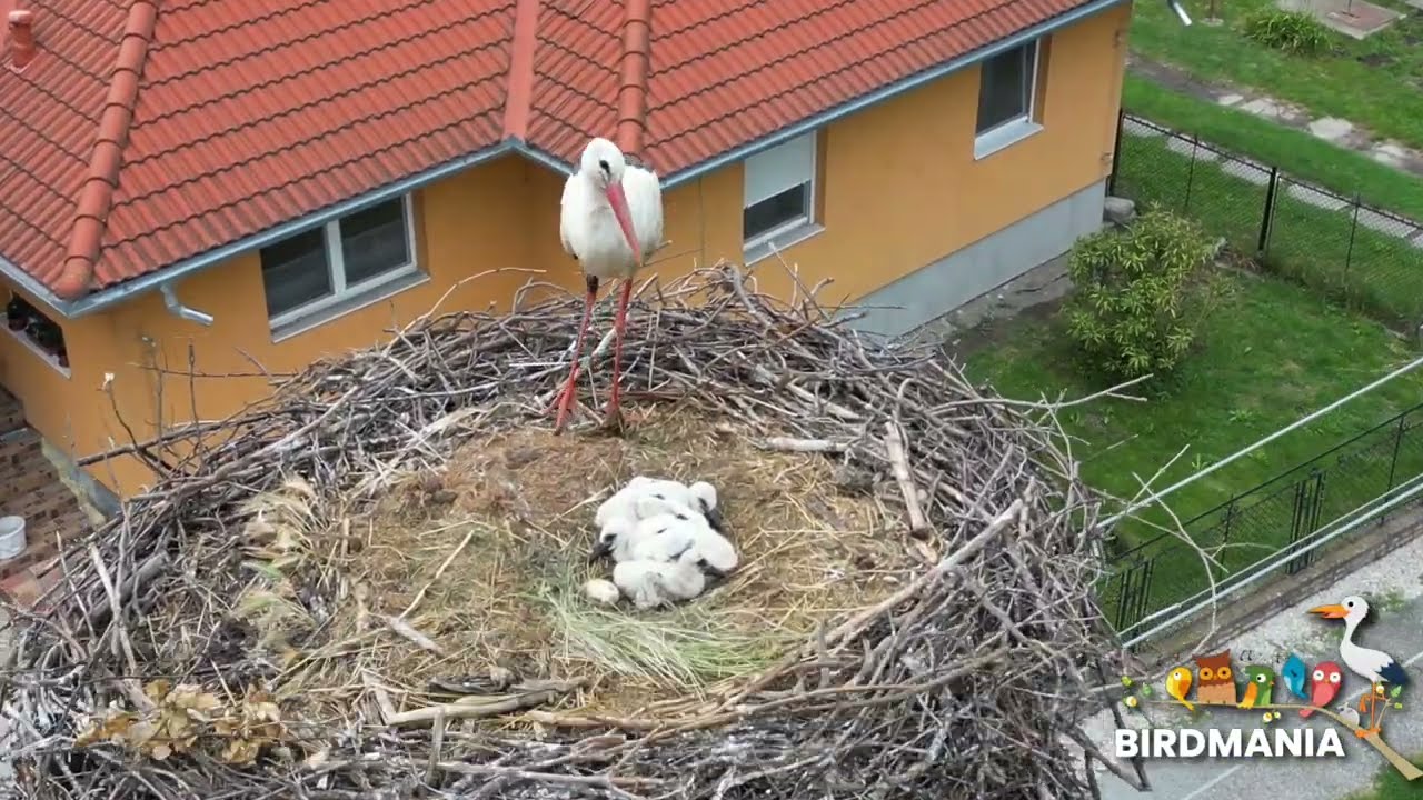 Storklet rescue - Gólya fióka mentés (@BirdMania-Madarpark) 2023/6/6