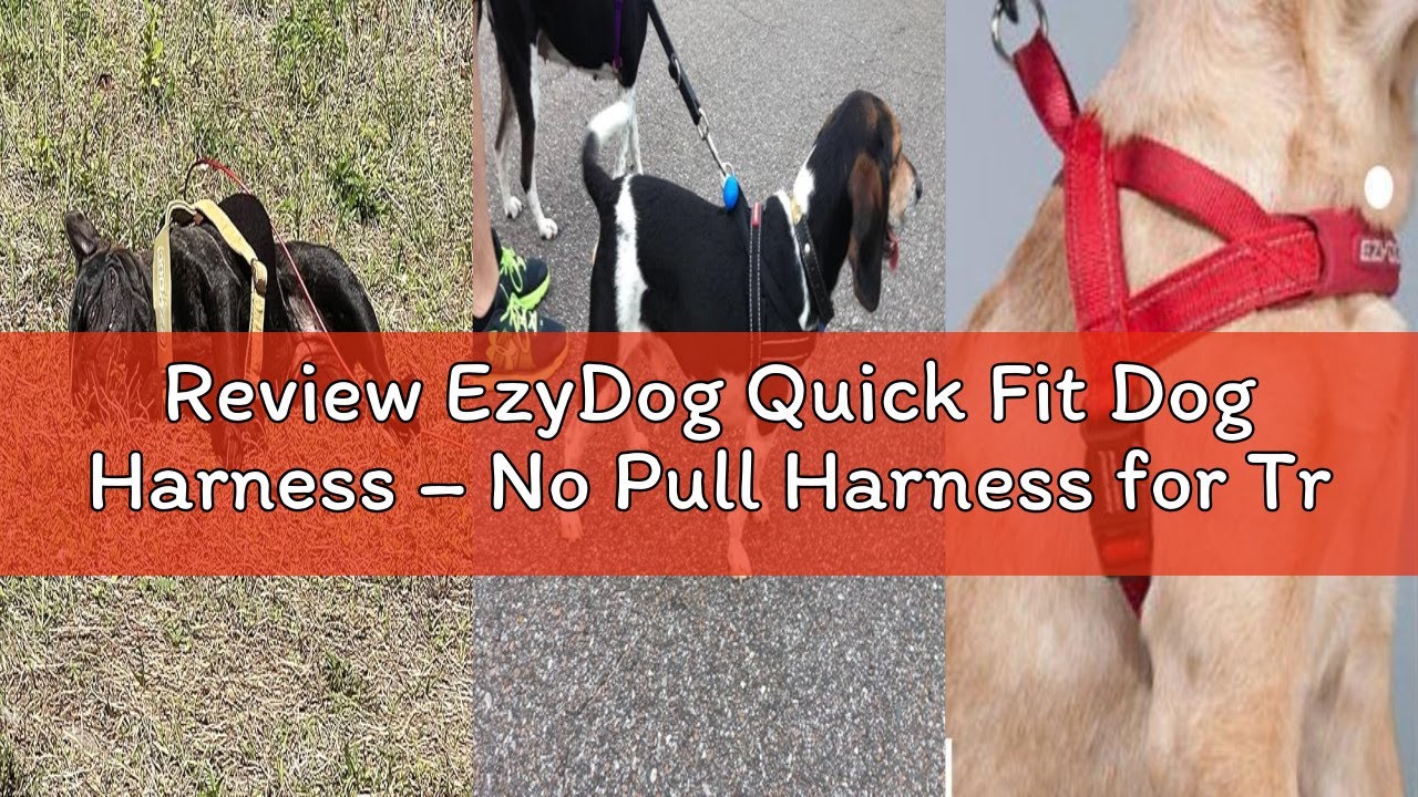 Review EzyDog Quick Fit Dog Harness – No Pull Harness for Training, Everyday Walking, and Easy Contr
