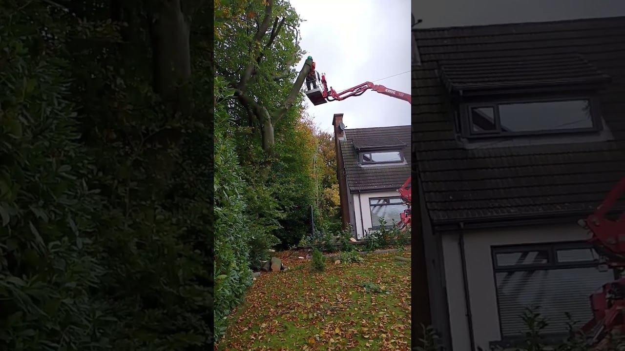 Cutting from cherry picker #treework #treecutting #cherrypicker #shorts